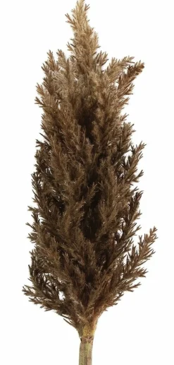 Countryfield Astilbe bruin