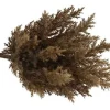 Countryfield Astilbe bruin 2