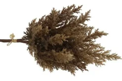 Countryfield Astilbe bruin 2