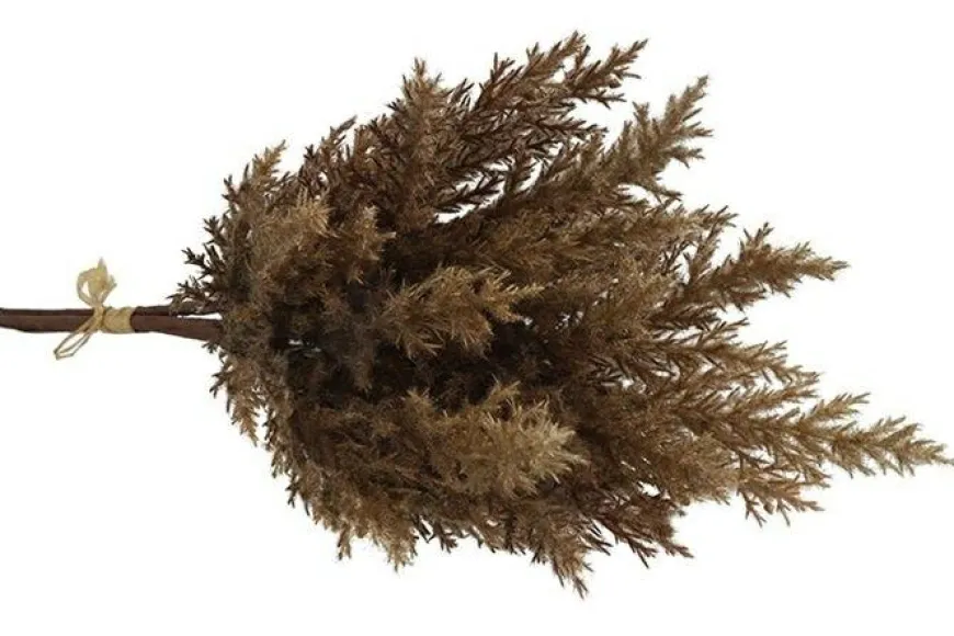 Countryfield Astilbe bruin 2