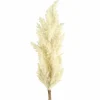 Countryfield Astilbe crème
