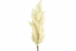 Countryfield Astilbe crème