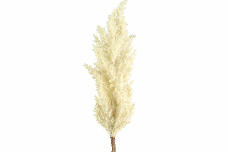 Countryfield Astilbe crème