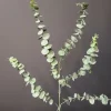 Countryfield Eucalyptus groen 1