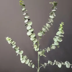 Countryfield Eucalyptus groen 1