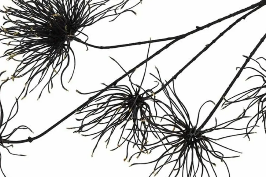 Countryfield Kunstbloem Grevillea M zwart