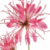 Countryfield Kunstbloem Lycoris donkerroze - L 12 x B 8 x H 94 CM