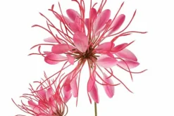 Countryfield Kunstbloem Lycoris donkerroze - L 12 x B 8 x H 94 CM
