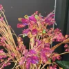 Countryfield Kunstbloem wild Hortensia M paars i-L138B43H85CM