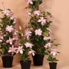 Countryfield Kunstplant Clematis XL roze 94 cm hoog