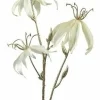 Countryfield Kunsttak Gloriosa S crème