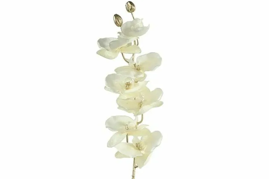 Countryfield Kunsttak Phalaenopsis crème