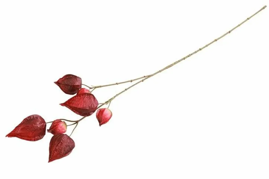 Countryfield Kunsttak Physalis vuur rood