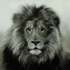 Countryfield Schilderij Leeuw Wild life L