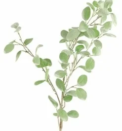 Countryfield Tak Eucalyptus groen 3