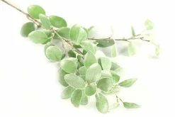 Countryfield Tak Eucalyptus groen 3