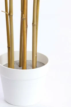 Light en Living Ornament in pot 70x60x150 cm BAMBOO naturel+crème