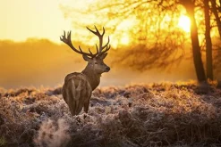 MondiArt Alu Art | Red Deer in Morning Sun