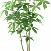 PTMD Geldboom in zwarte plastic pot
