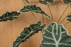 PTMD Kunsttak Groen Alocasia bladeren