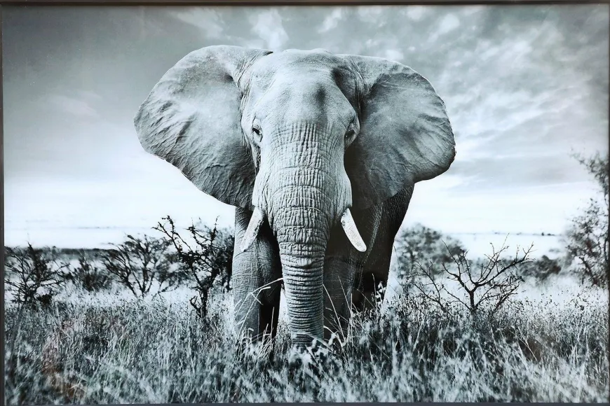 PTMD Schilderij Melani Glass Art olifant groot