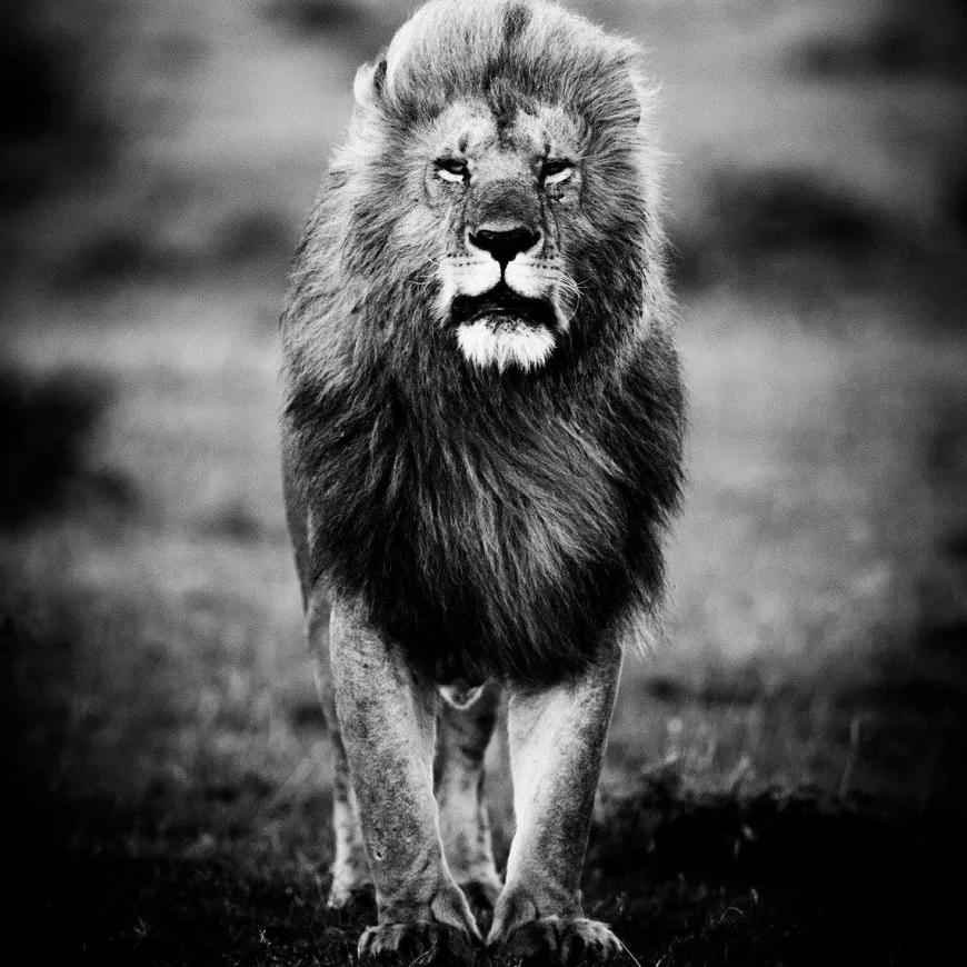 Wandkraft A Lions Portrait