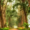 Wandkraft Acacias the Mist