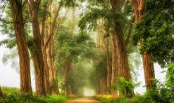 Wandkraft Acacias the Mist