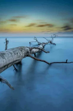 Wandkraft Art of Nature 041