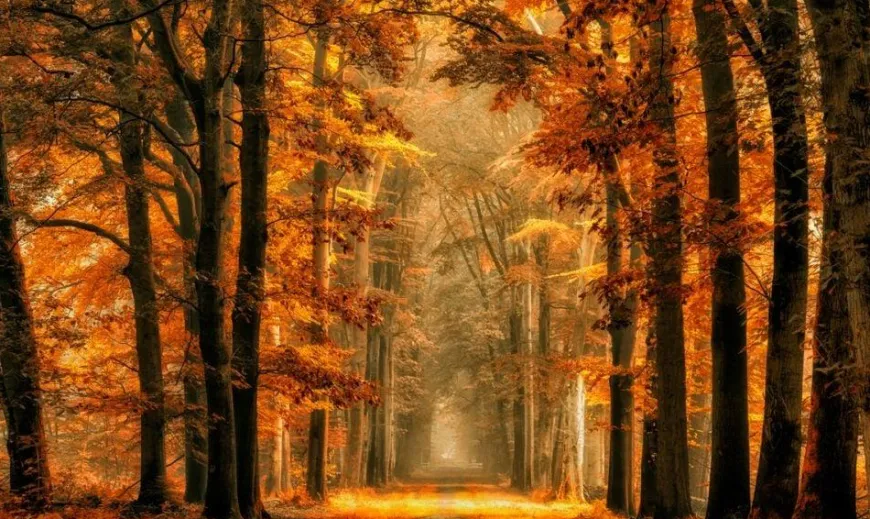 Wandkraft Art of Nature 033 - Limited edition