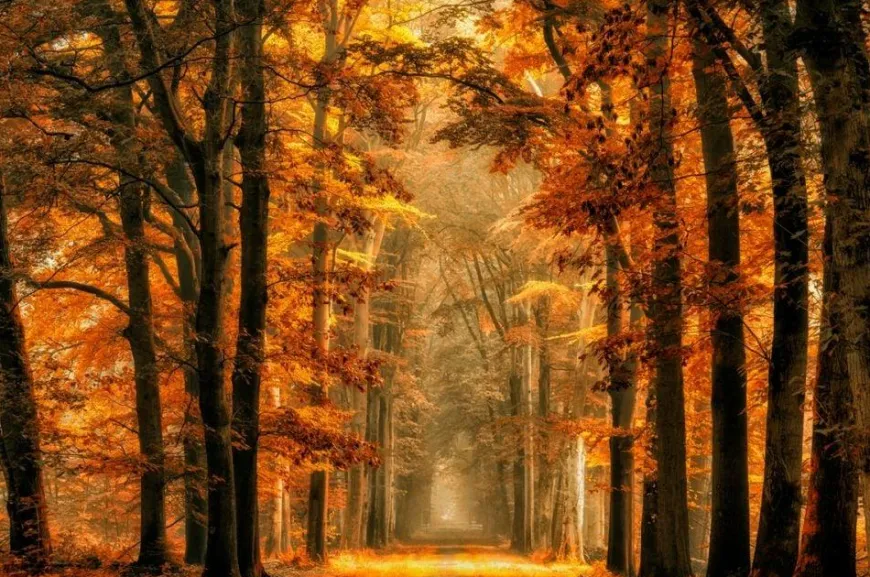 Wandkraft Art of Nature 033 - Limited edition