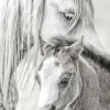 Wandkraft At the Farm 003