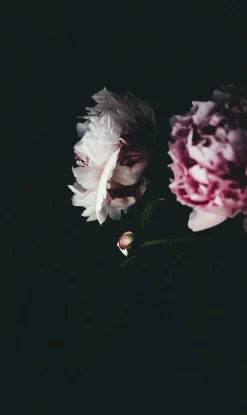 Wandkraft Botanical Stories 009