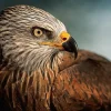 Wandkraft Bright Wings 017