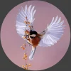 Wandkraft Bright Wings 020