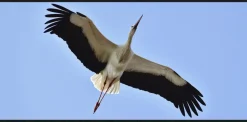 Wandkraft Bright Wings 021