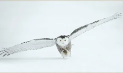 Wandkraft Bright Wings 008
