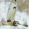 Wandkraft Bright Wings 007