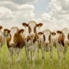 Wandkraft Curious Cows