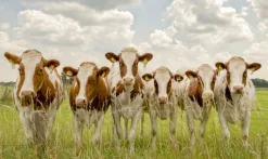 Wandkraft Curious Cows