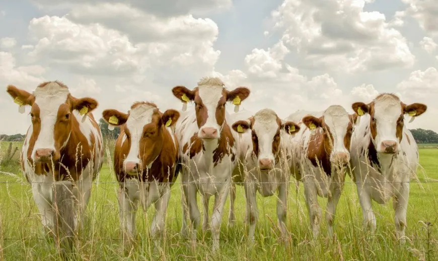 Wandkraft Curious Cows