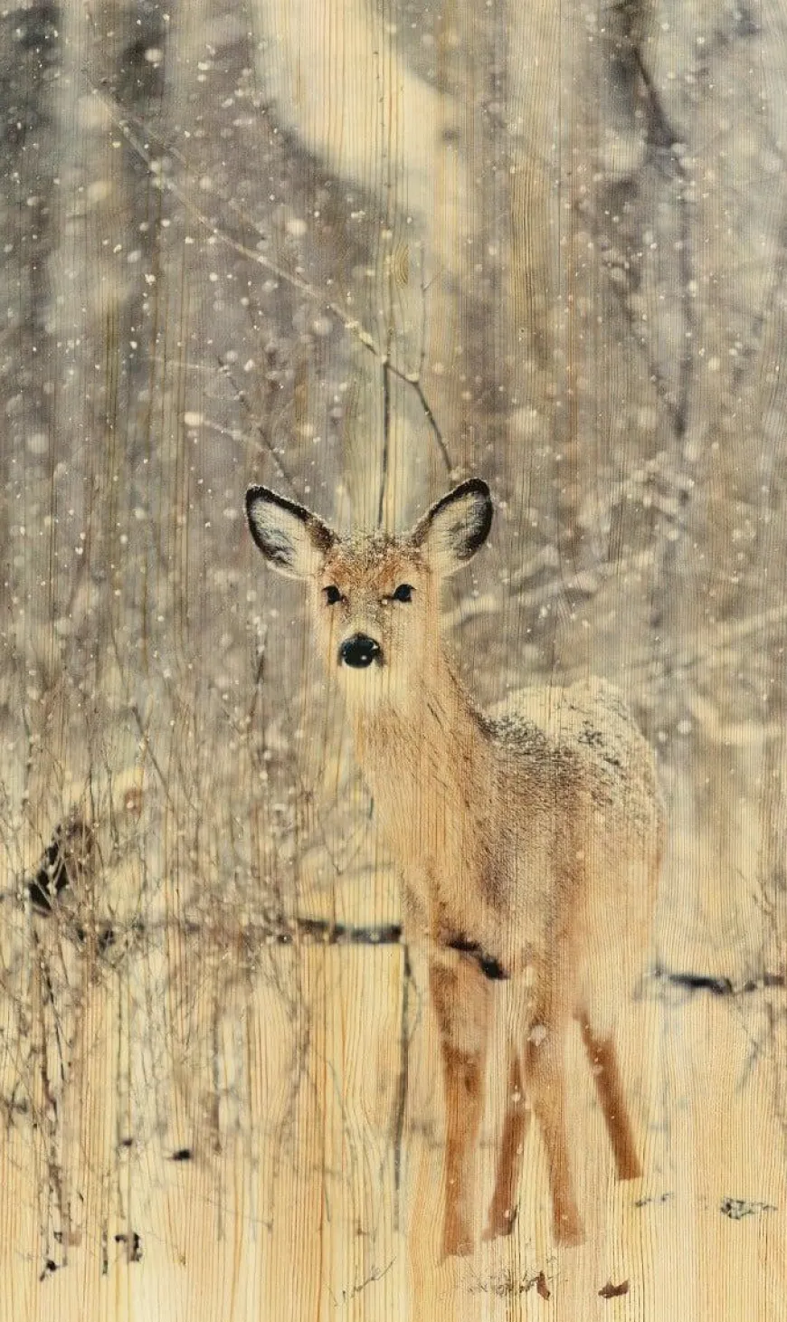 Wandkraft European Wildlife 007
