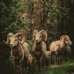 Wandkraft European Wildlife 003