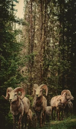 Wandkraft European Wildlife 003