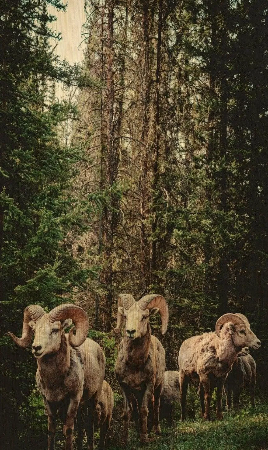 Wandkraft European Wildlife 003