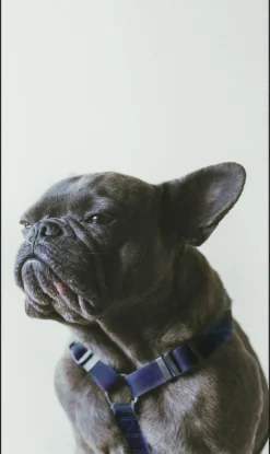 Wandkraft Faces 003