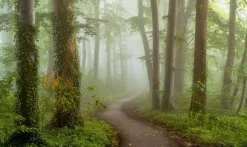 Wandkraft Foggy Mornings