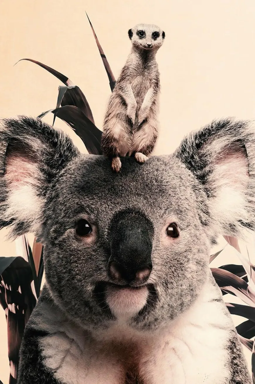 Wandkraft Koala and Meerkat