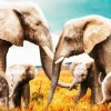 Wandkraft The Elephant Family