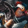 Wandkraft The Mandarin Ducks